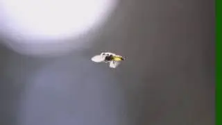 Syrphe