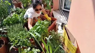 ItALIAN BASILICO PLANTS MIXED ASIAN HERBS,and FLOWERS