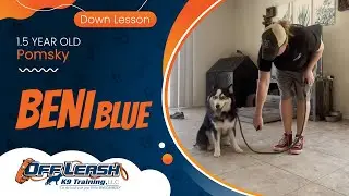 Beni Blue~ 1.5yo Pomsky ~ Best Pomsky Trainers ~ Off Leash K9 Training Phoenix