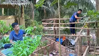Harvesting water spinach and building a pig pen | Long Ca Farm