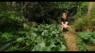 &Uuml;ber 100 Miniteiche an schattigen, halbschattigen und sonnigen Standorten f&uuml;r den Garten oder Balkon