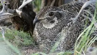 Thunder Feathers: the Life of the Greater Sage-grouse