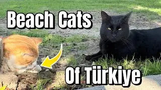 Stray cats residing on a beach in Turkey