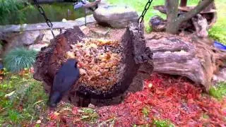 Birdgard Nov 2010 (8).wmv