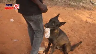 Thor, l'un des chiens les plus intelligents au Sénégal