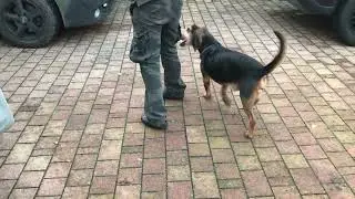Scent Detection - Den Fokus behalten