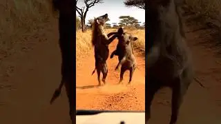 When the Hunter Becomes the Hunted | Warthog vs Hyena on African Road