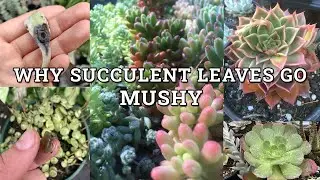 Why Succulent Leaves Turn Mushy- 7 Main Reasons