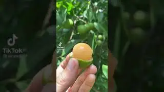 Amazing fruit - mamoncillo - yummy fruit pt12 #fruit #shorts #yummy