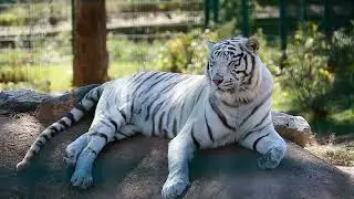 HARMONY OF NATURE AND WILDLIFE