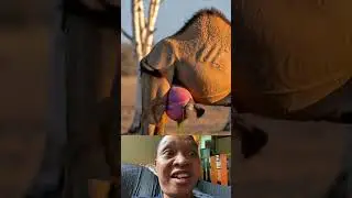 Bird pullout worms from camel
