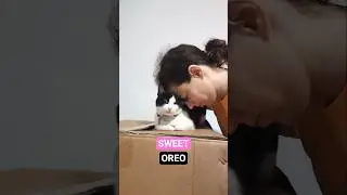 Petting super sweet Oreo the cat #catshorts #mysunshine #catlovers