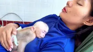 Baby monkey Miker sleeping