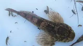 European bullhead