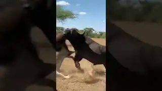 Buffalo DESTROYS Lion - SAVES Tourist! 🐃 물소가 관광객 구출 🐃 バッファローが観光客救出 #safari  #rhino #wildliferescue