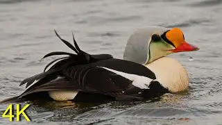 Prachteiderente auf Spitzbergen  -- King Eider on Svalbard