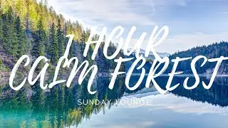 Calm Nature Sounds | FOREST AMBIENCE | Relaxing Sleep Sound for Study Focus & Meditation | 1 HOUR