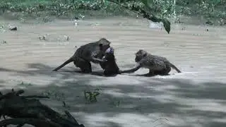 Monkey at Siem Reap, Angkor Wat- Сием Рип, Ангкор-Ват