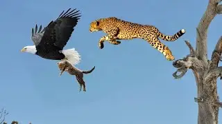 カメラが捉えた動物たちの壮大な空からの攻撃