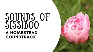 Our Homestead Soundtrack | Preserving Peppermint for Tea | ASMR | Homesteading in Nova Scotia Canada