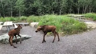 Four Moose Calves Stroll Past || ViralHog