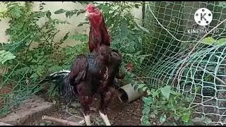 Aseel Rooster # Yakut Aseel # Aseel Breeder MSD