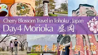 Cherry Blossom in Morioka, Japan Day4 Morioka-jo Castle Site Park 20240417🌸Bank of Iwate Iwate Park