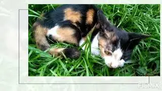 Adorable little kitty | cat 🐈