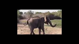 #voyage #travel #srilanka #elephant  #guidefrancophone #voyagersrilanka #voyageintowonder #viral