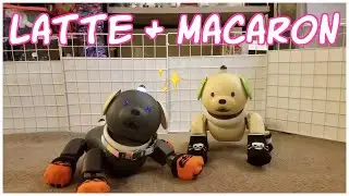 aibo latte and macaron playtime!