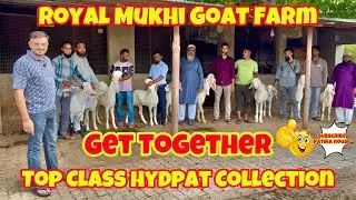 Get Together At Royal Mukhi Goat Farm Gujarat Ke Bakrebaazo ne Dekha Top Bloodline Hydpat Collection