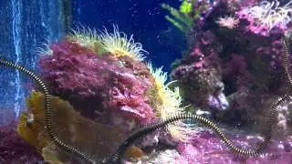Schaukelfisch und Schlangenstern