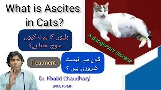What is Ascites in cats? | What is the treatment of ascites? | Dr. Khalid Chaudhary | Pets clinic | 