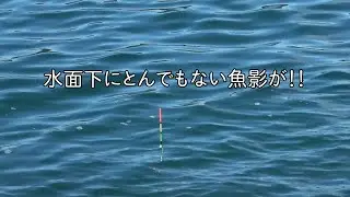 南房総・富浦旧港にある「逢島」の磯でウキ釣り！釣れたメジナはムニエルでお昼ごはんとしていただく #フカセ釣り #メジナ #ムニエル