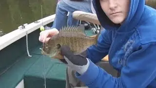 Shallow Water Bluegills