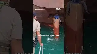 Nigerian Migrants Rescued From Ship's Rudder After 13 Days at Sea | VOA News #shorts