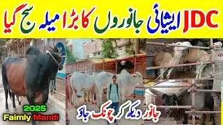 jdc qurbani 2025 | jdc qurbani sibbi chand bail | karachi cow mandi 2025 | Bakra eid 2025 season