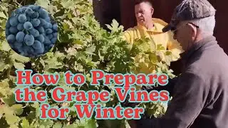 How to Prepare the Grape Vines for Winter
