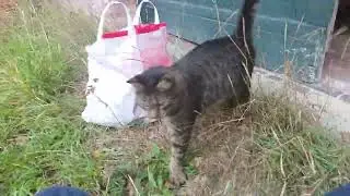20250921 084919 weekend morning cat visit