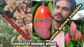 Sunkist mango / hainan red mango / dang jakrapat mango / JHILIK nursery / Birbhum West Bengal