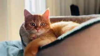 Charming ginger kittens, adorable moments and funny games, watch and smile.