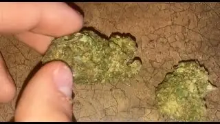 Garlic Drip Strain Review 