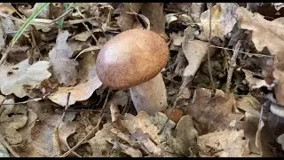 Boletus reticulatus (Boletus aestivalis) September 29, 2023