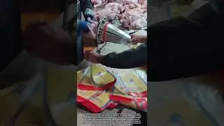 Poultry Factory Workers Carefully Bag Chickens for Safe Distribution