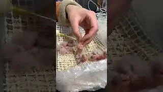 បញ្ចុះចំណីសត្វសេក #animal #pet #Birds #Eagle #Sparrow #Dove #Parrot #Pigeon #egret #hawk #sparrow