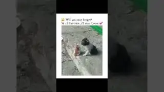 Fur-tastic Funnies: Cats and Dogs Comedy Show! - Part 63