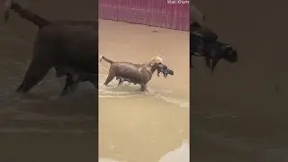 Dog Carries Puppy to Safety on Flooded Street || ViralHog