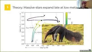 Are Massive Stripped Stars Missing at Low Metallicity?