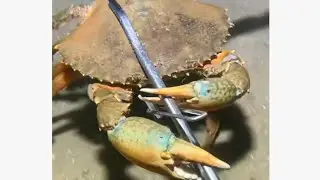 Menyelam mencari mencari kepiting