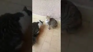 Два котенка помесь бобтейла и дворового.